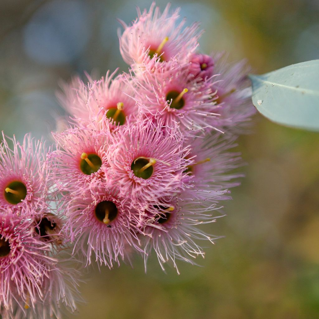 Eucalyptus sideroxylon