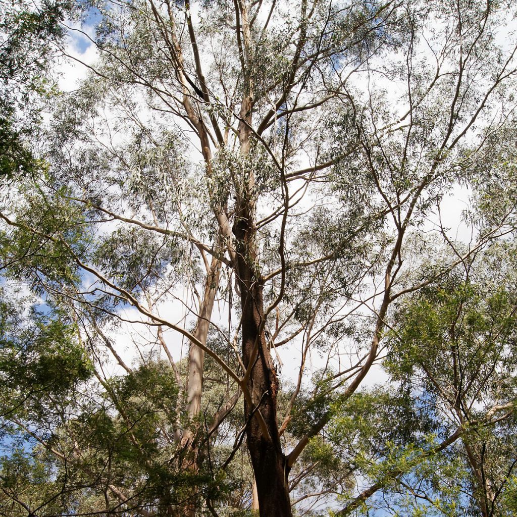 Eucalyptus smithii - Mugga-Eukalyptus