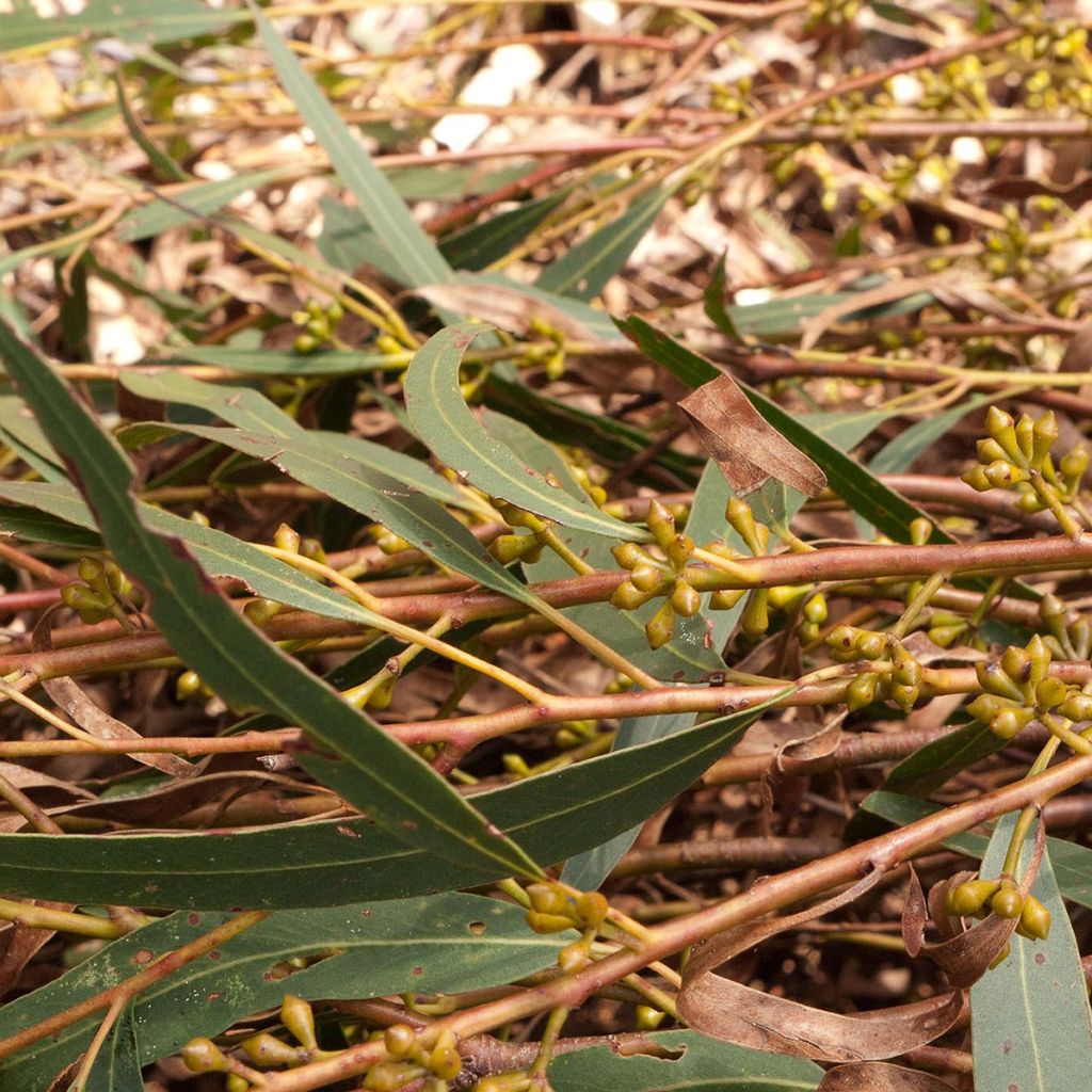 Eucalyptus smithii - Mugga-Eukalyptus