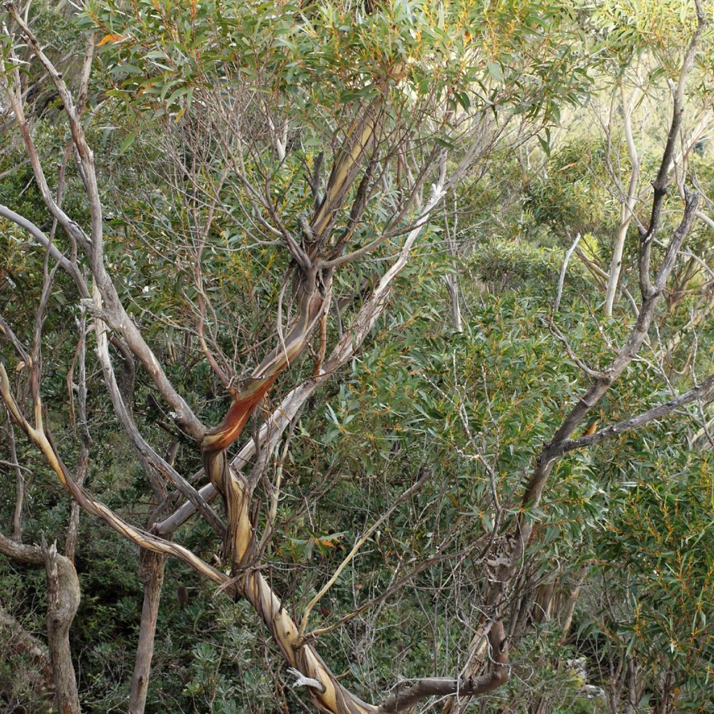 Eucalyptus smithii - Mugga-Eukalyptus