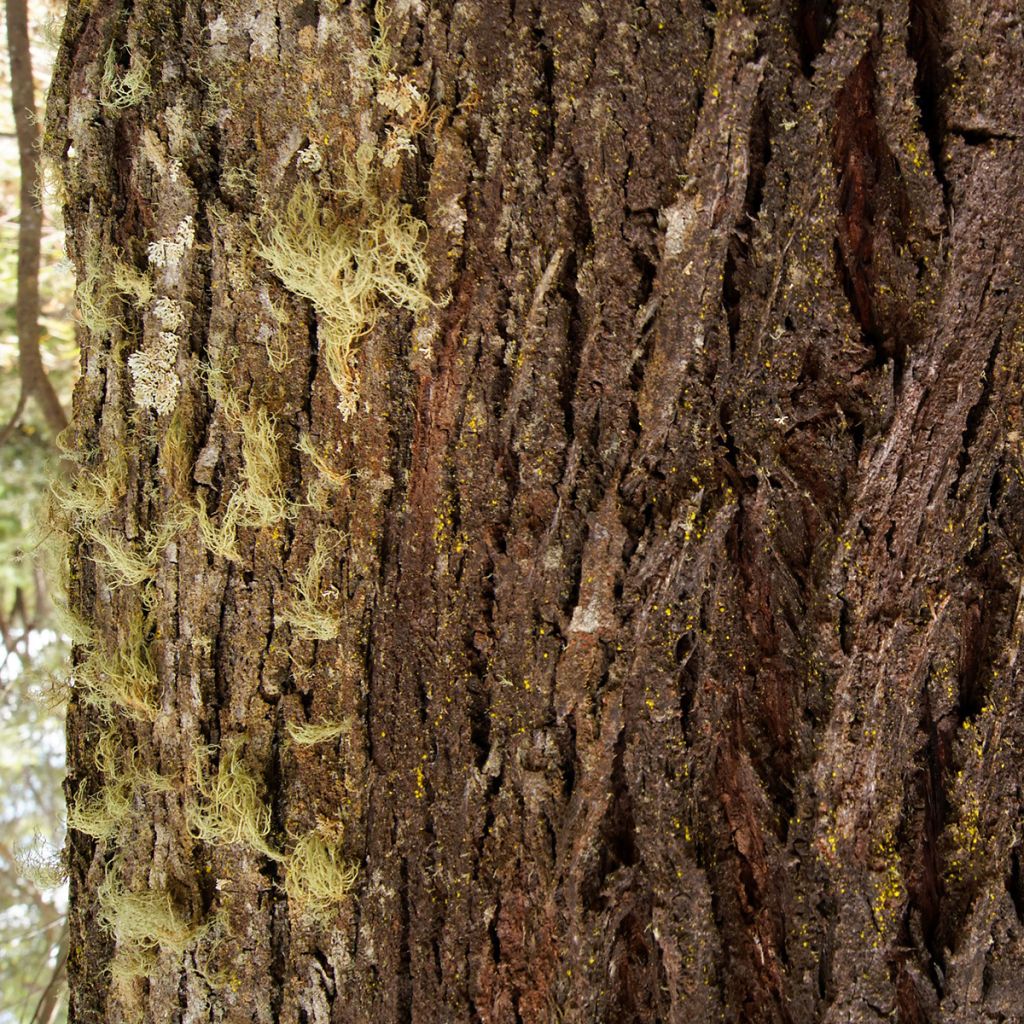 Eucalyptus smithii - Mugga-Eukalyptus