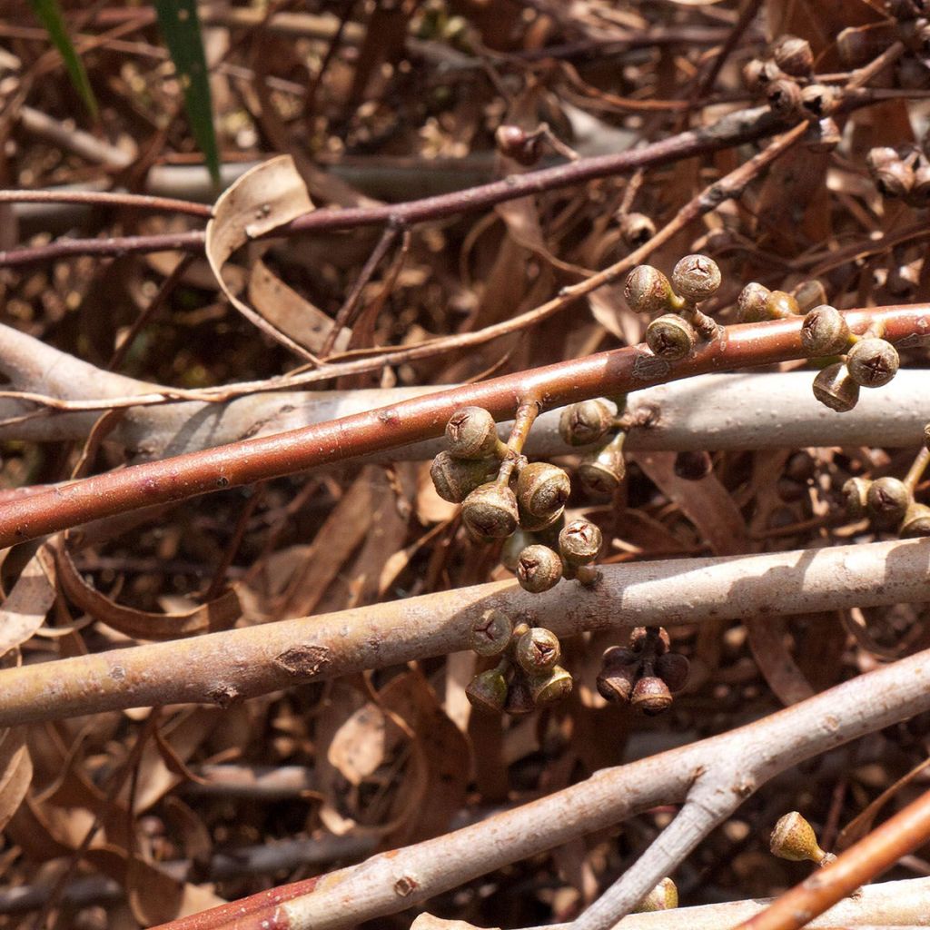 Eucalyptus smithii - Mugga-Eukalyptus