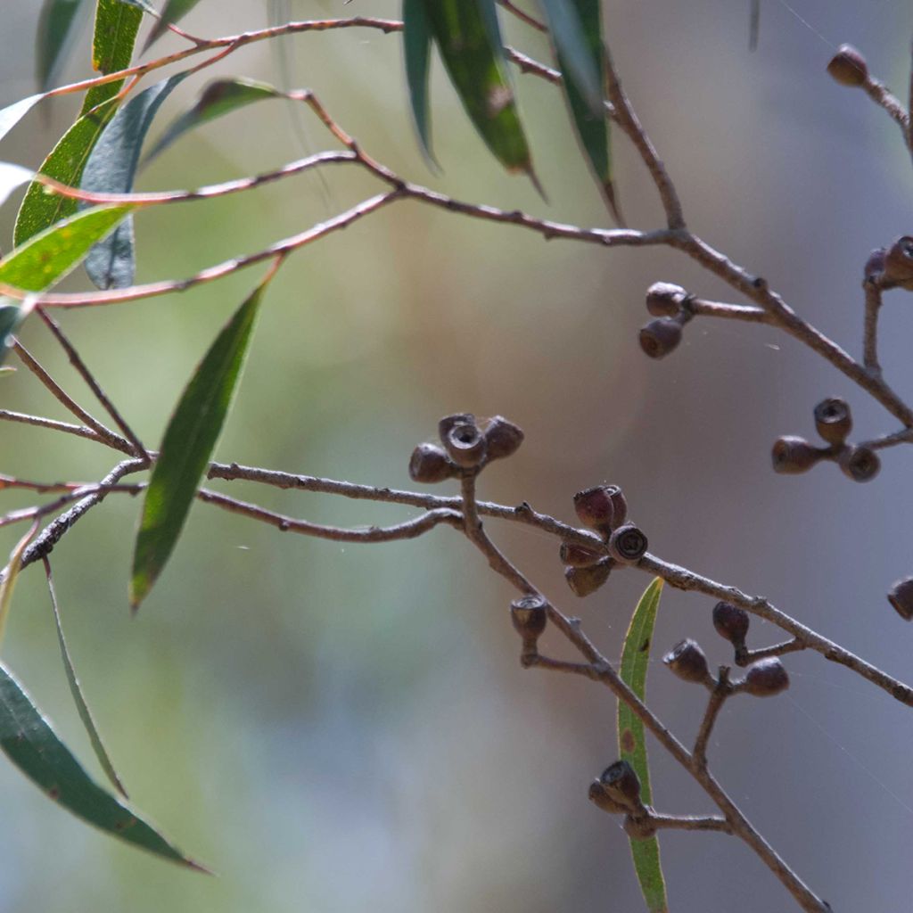 Eucalyptus stricta