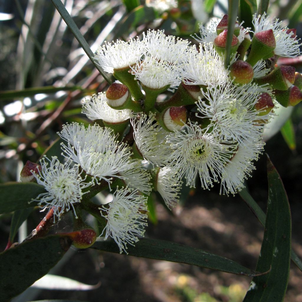 Eucalyptus gregsoniana