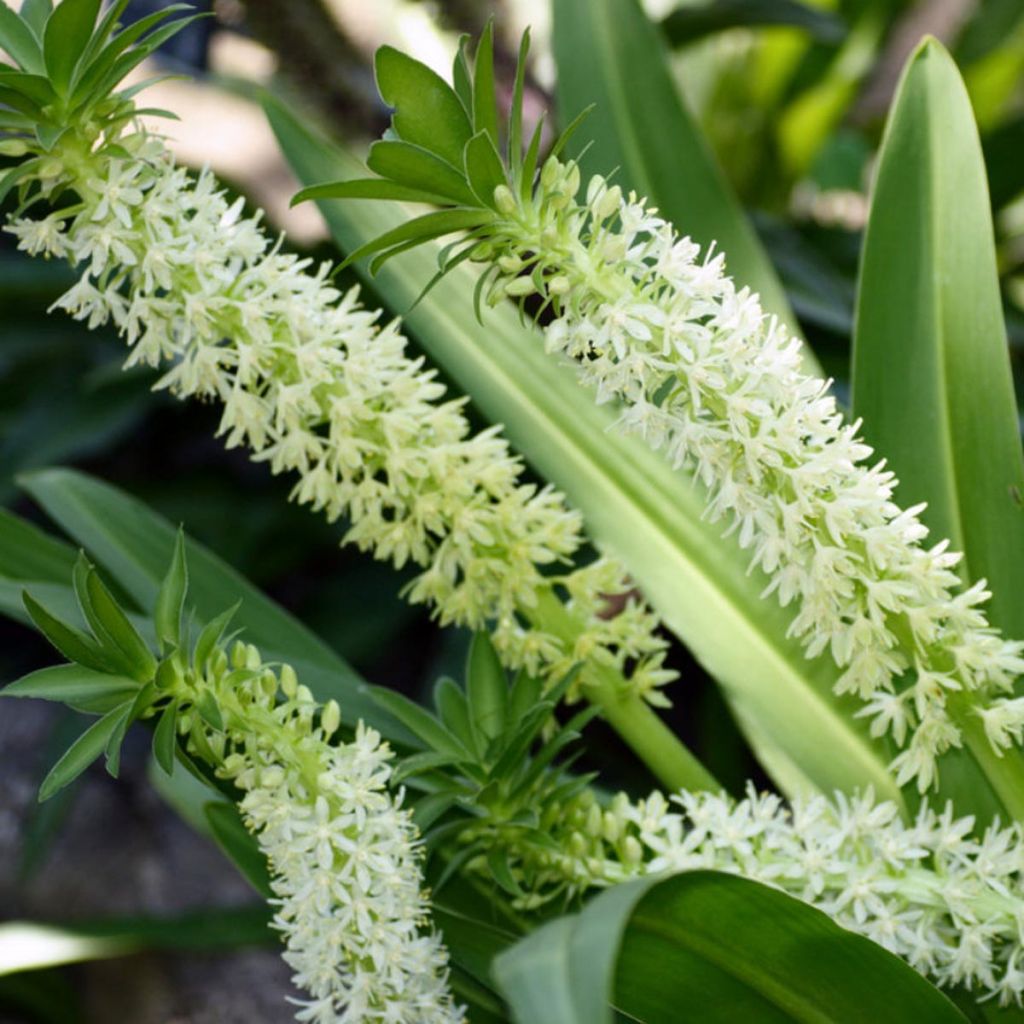 Eucomis Playa Blanca - Schopflilie