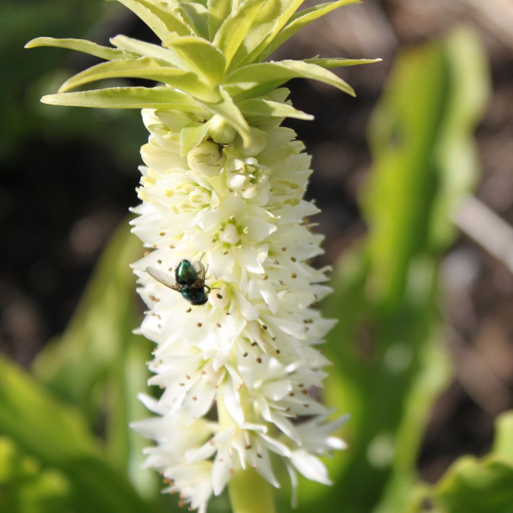 Eucomis autumnalis - Schopflilie