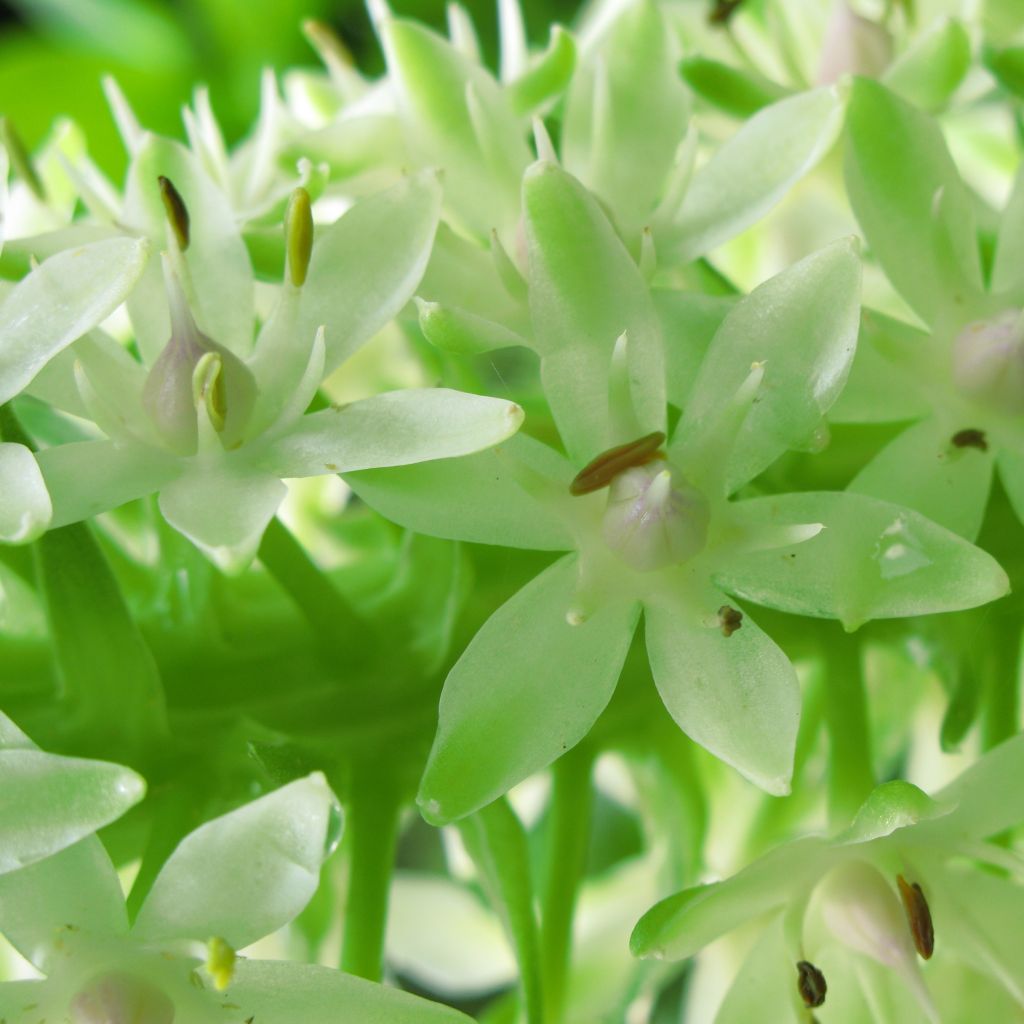 Eucomis autumnalis