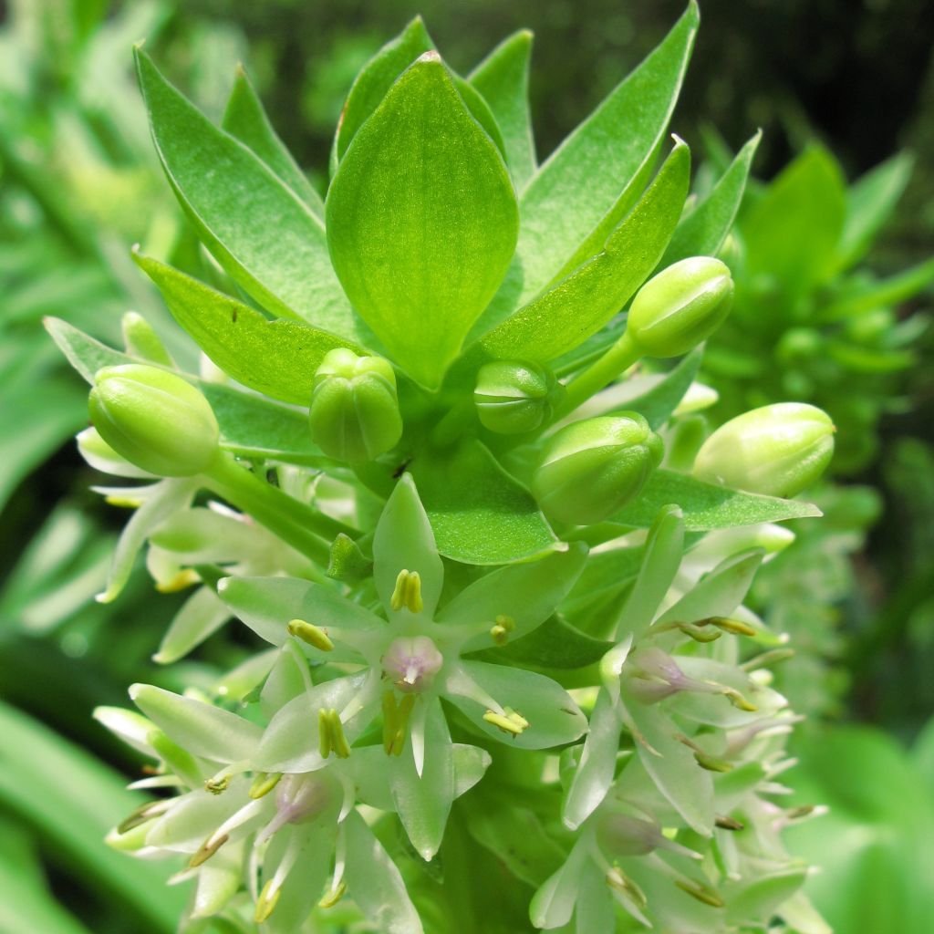 Eucomis autumnalis