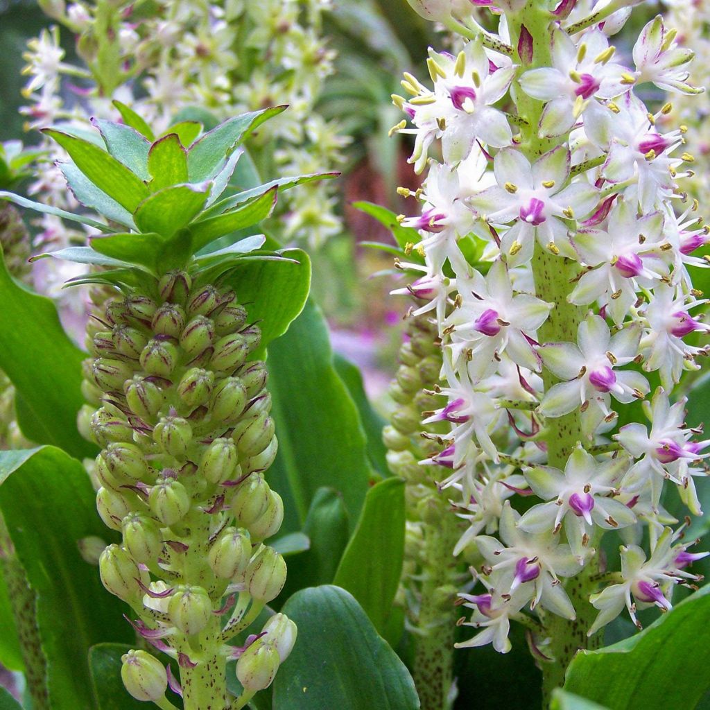 Eucomis bicolor - Eucomide