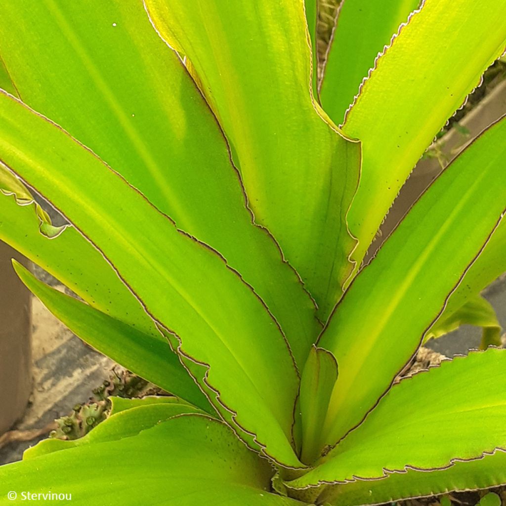 Eucomis comosa Can Can - Schopflilie