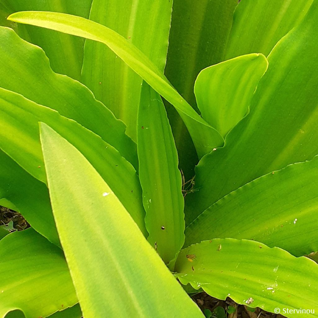 Eucomis comosa Can Can - Schopflilie