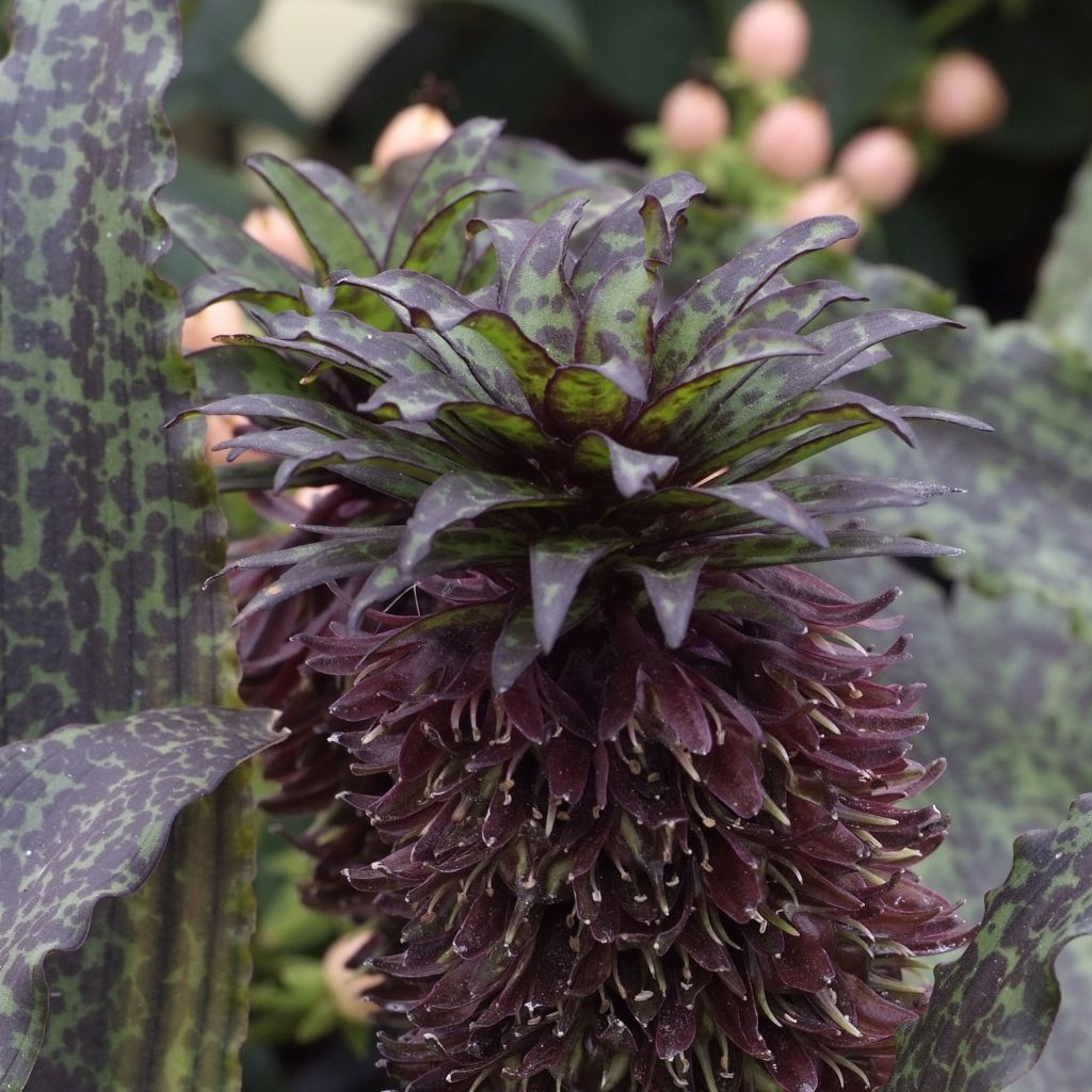 Eucomis vandermerwei - Schopflilie