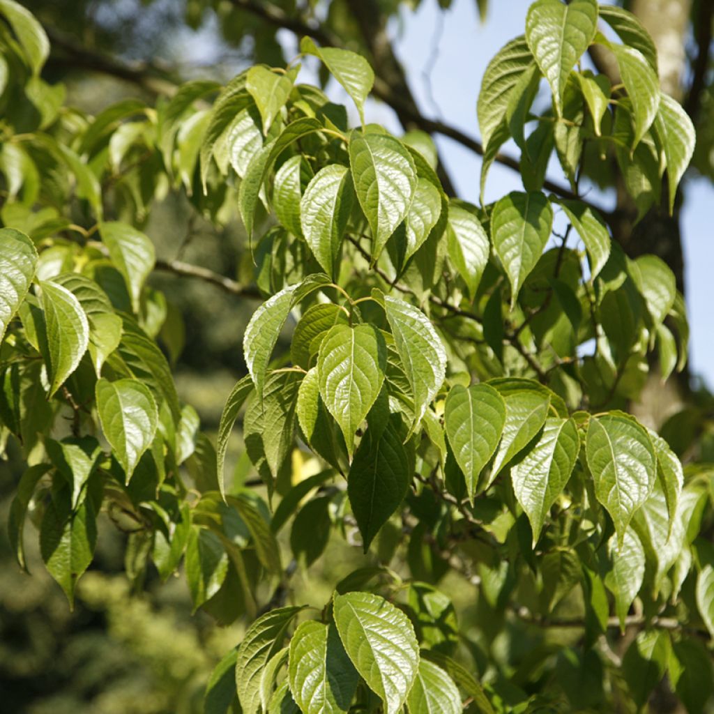 Eucommia ulmoides - Chinesischer Guttaperchabaum