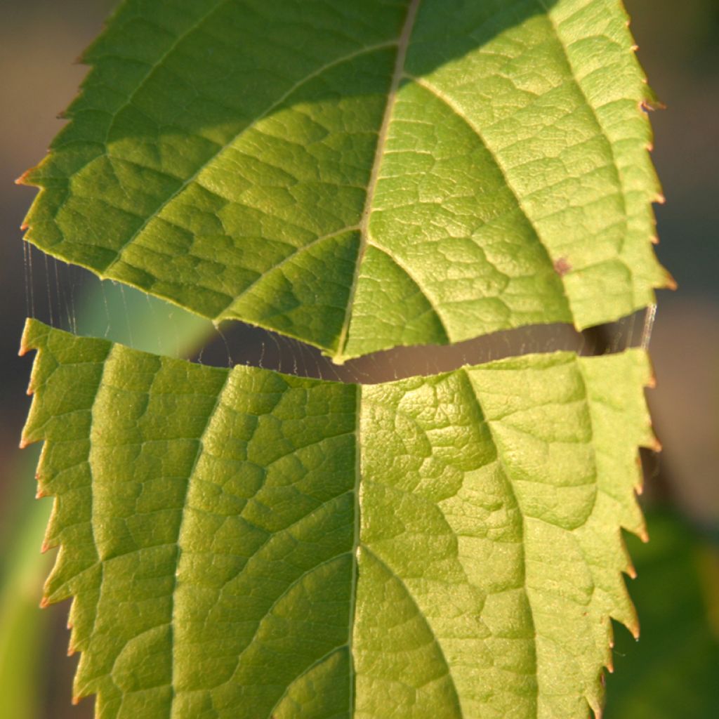 Eucommia ulmoides - Chinesischer Guttaperchabaum