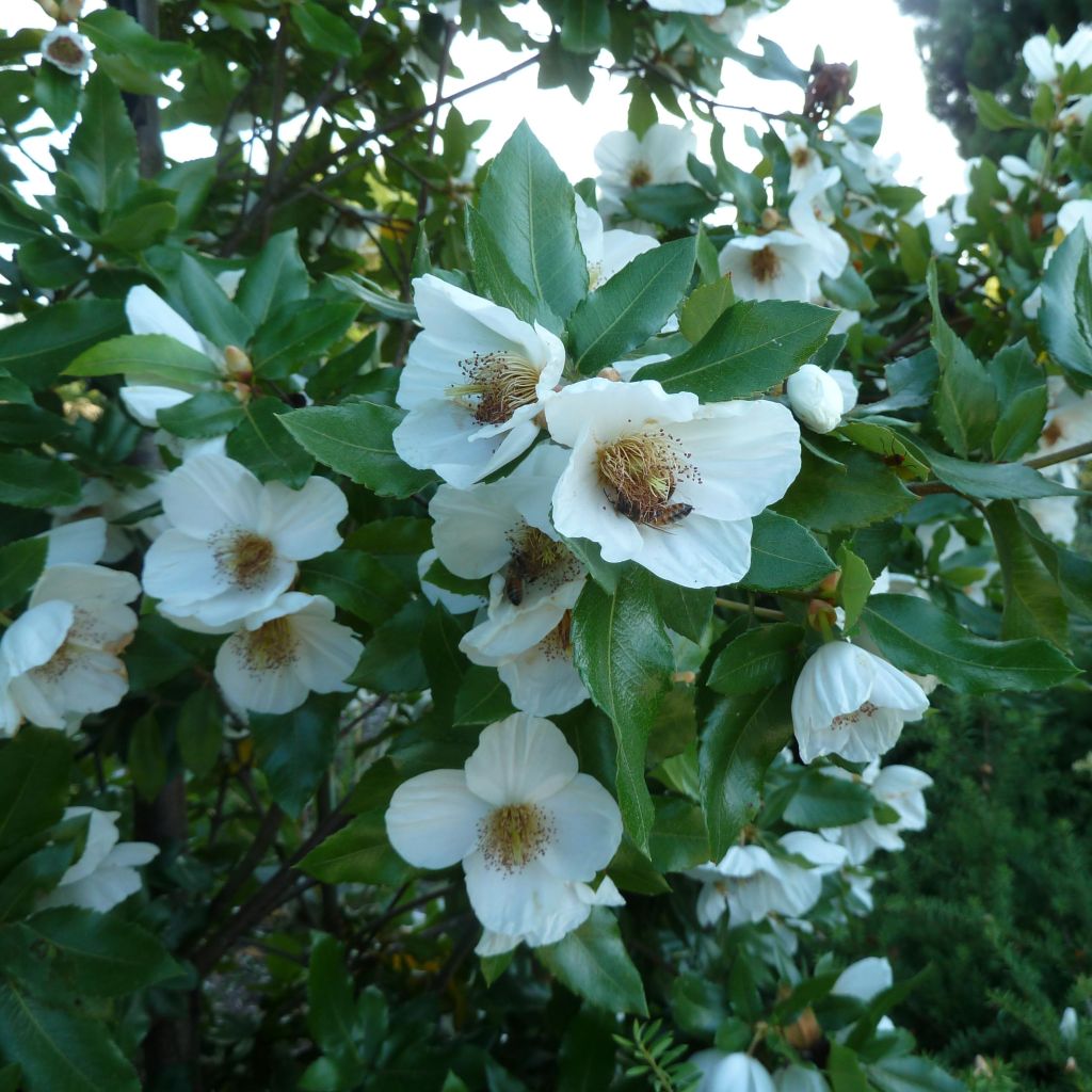 Eucryphia intermedia Rostrevor