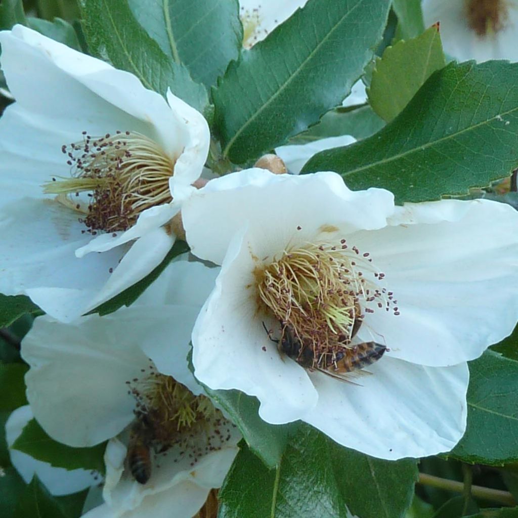 Eucryphia intermedia Rostrevor