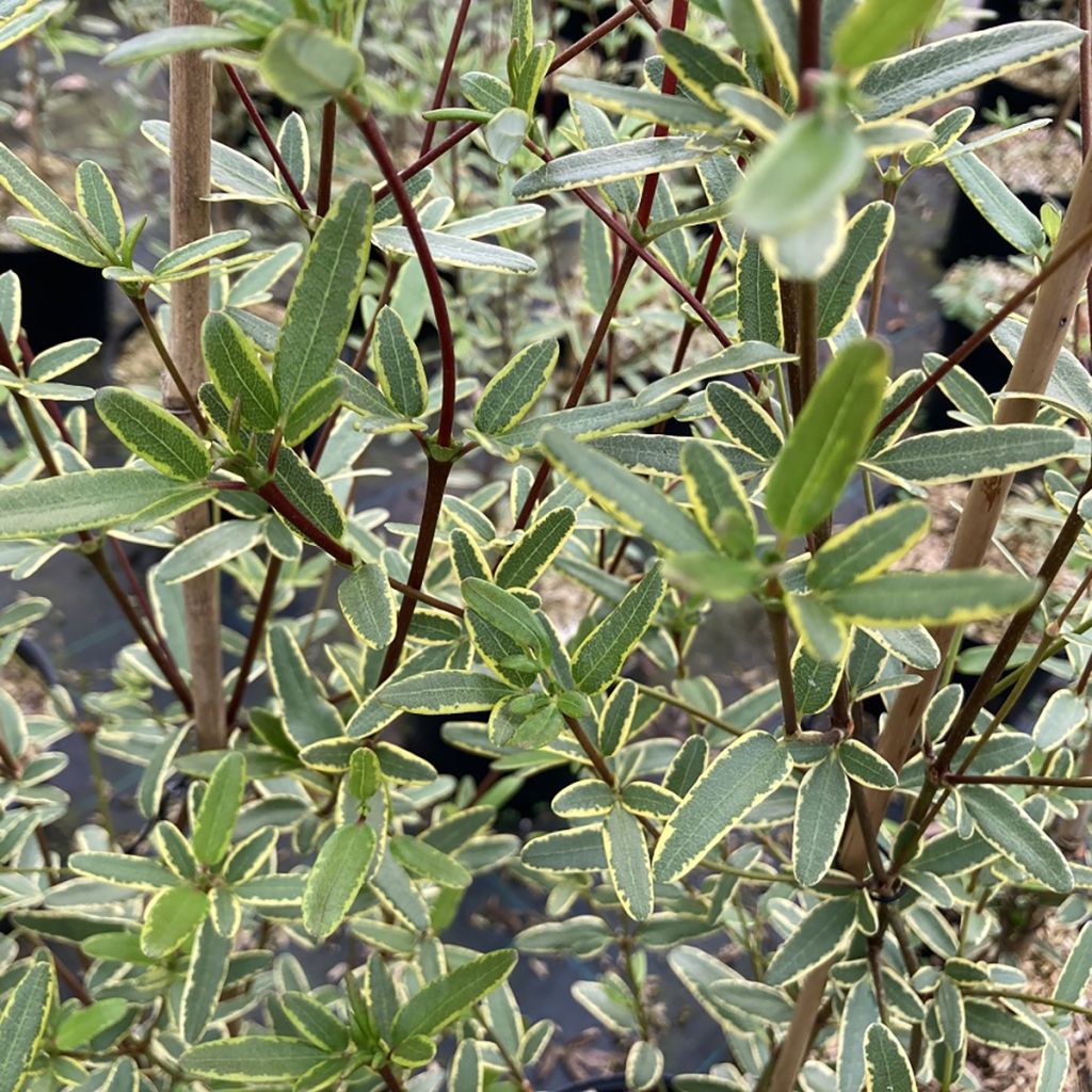 Eucryphia lucida Gilt Edge - Eucryphie