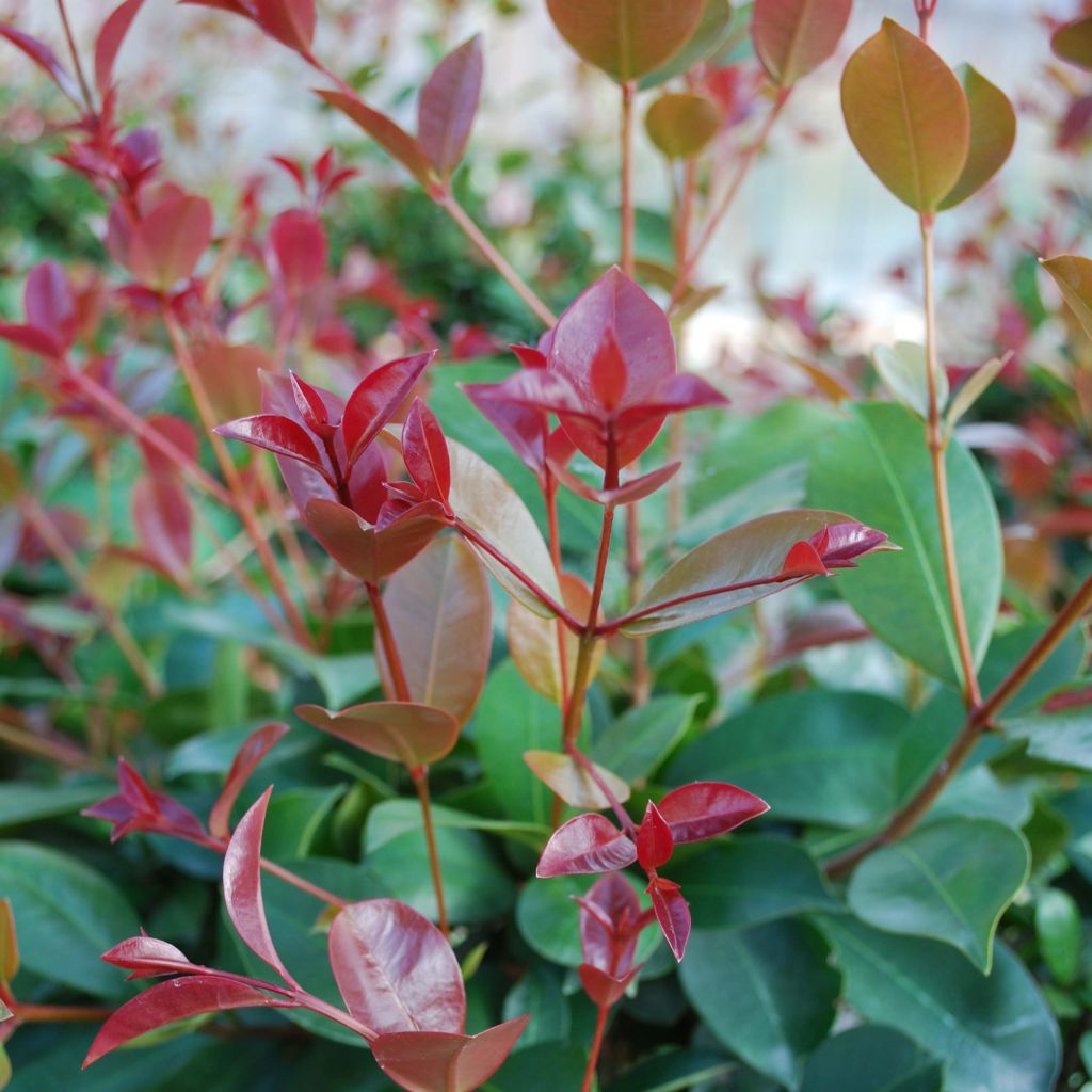 Eugenia uniflora Etna Fire - Eugenie