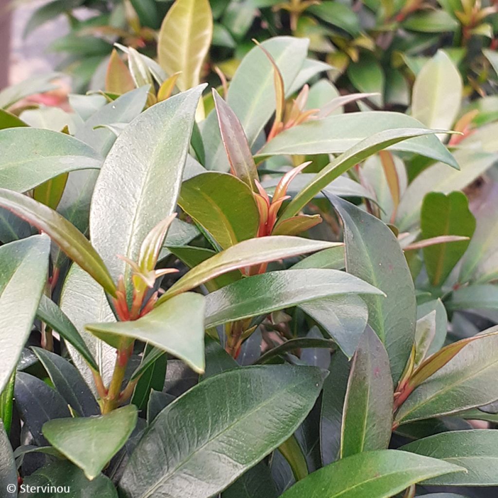 Eugenia myrtifolia Compacta - Eugenie