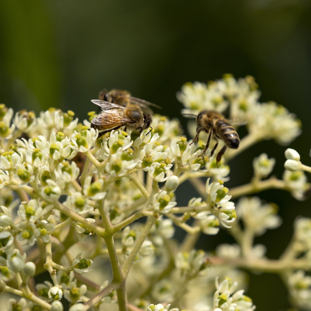 Tetradium daniellii - Bienenbaum