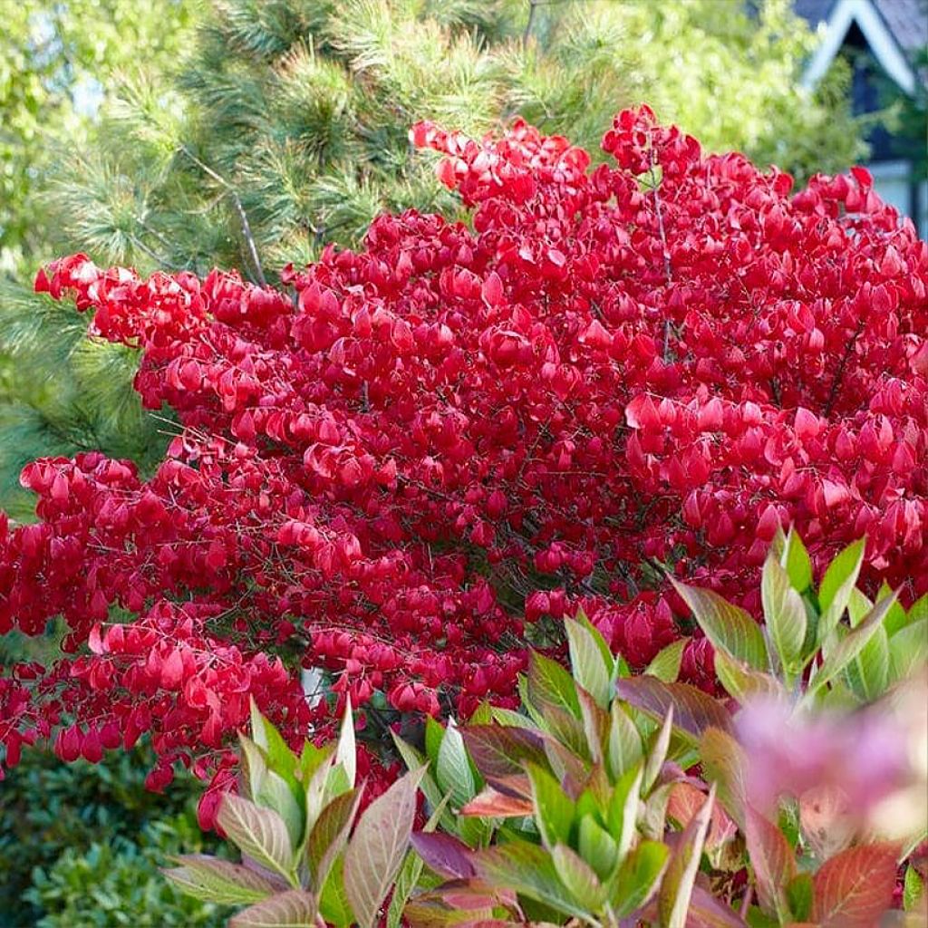 Euonymus alatus Blade Runner - Pfaffenhütchen