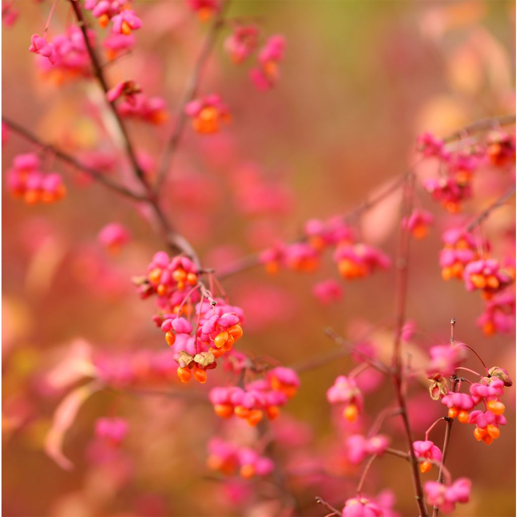 Euonymus alatus Ciliatodentatus - Fusain ailé