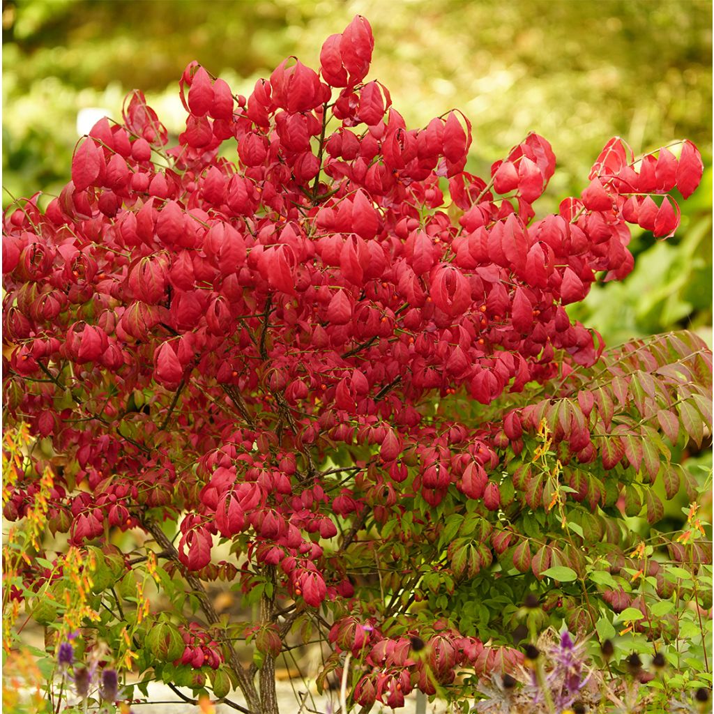 Euonymus alatus Ciliatodentatus - Fusain ailé