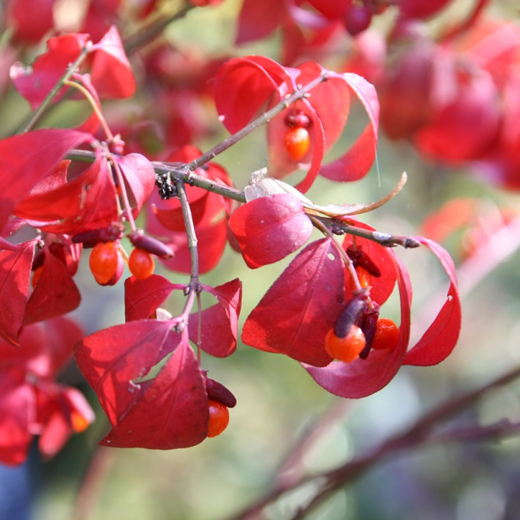 Euonymus alatus Compactus - Pfaffenhütchen