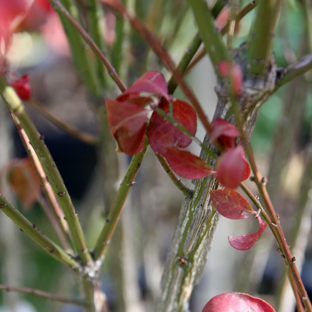 Euonymus alatus Compactus - Pfaffenhütchen