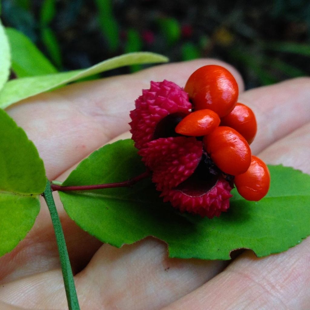 Euonymus americanus - Fusain américain