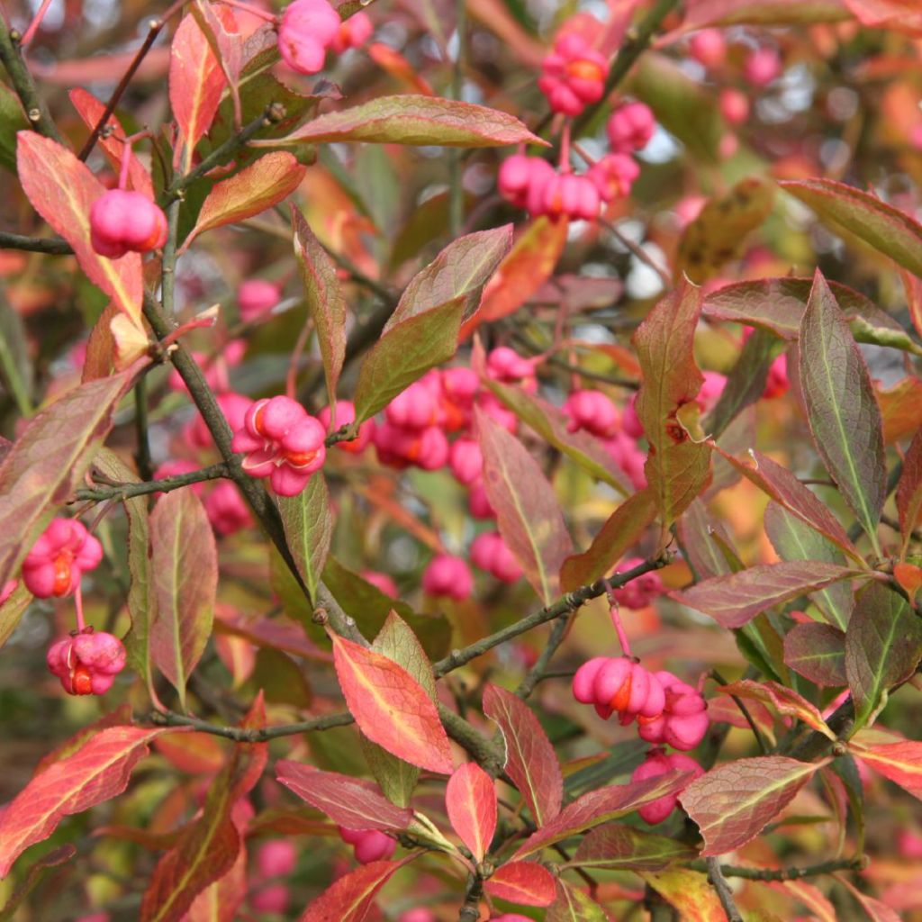 Pfaffenhütchen - Euonymus europaeus