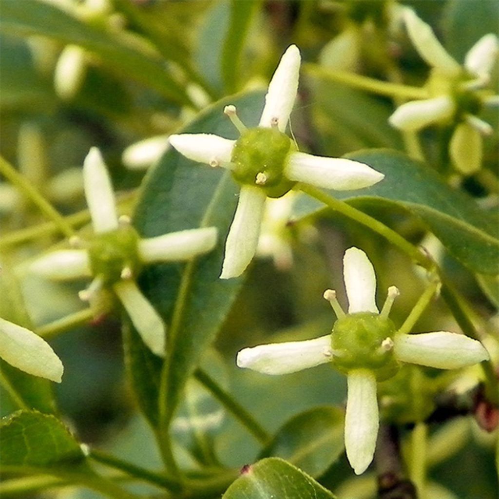 Pfaffenhütchen - Euonymus europaeus