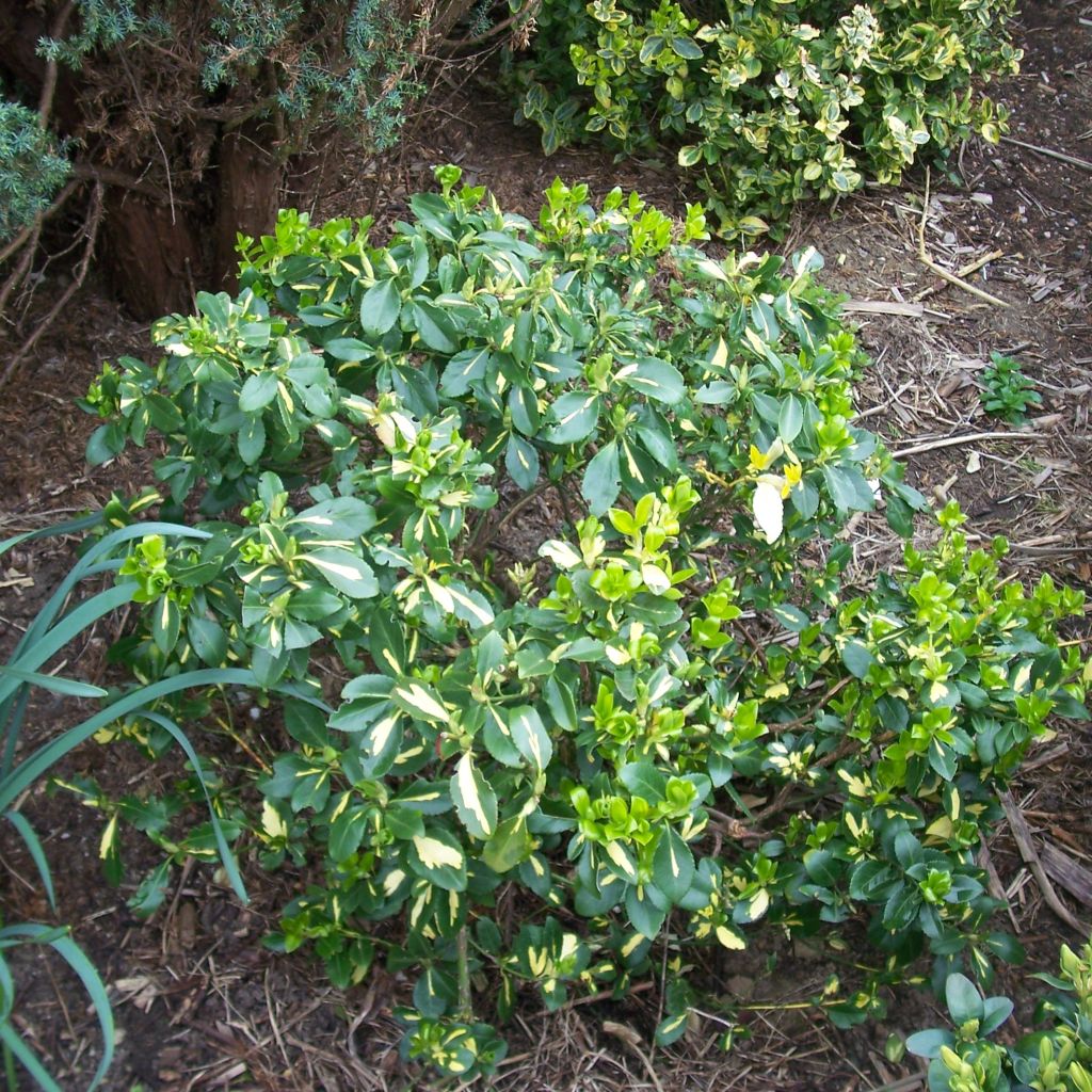 Spindelstrauch Blondy - Euonymus fortunei