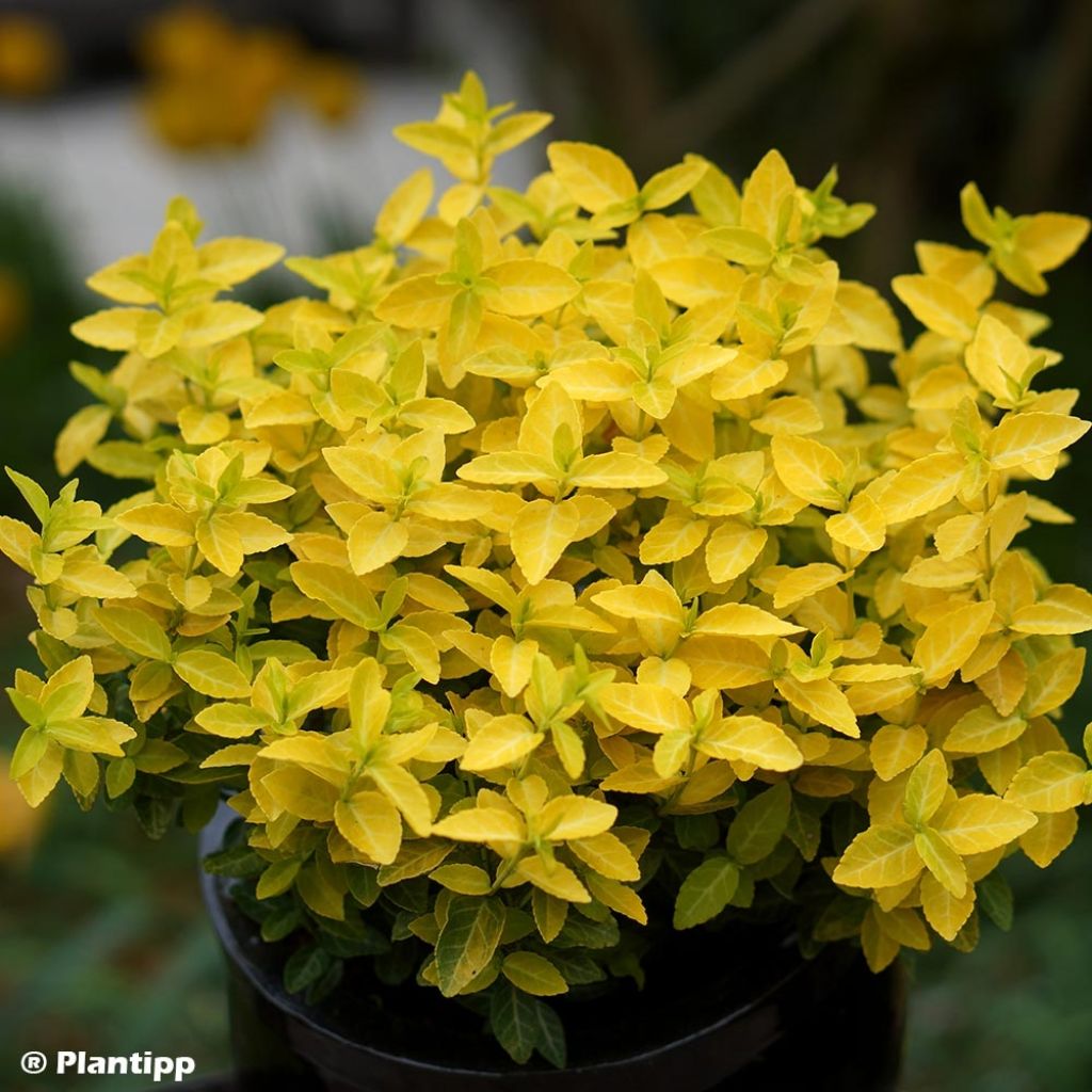 Spindelstrauch Goldy - Euonymus fortunei