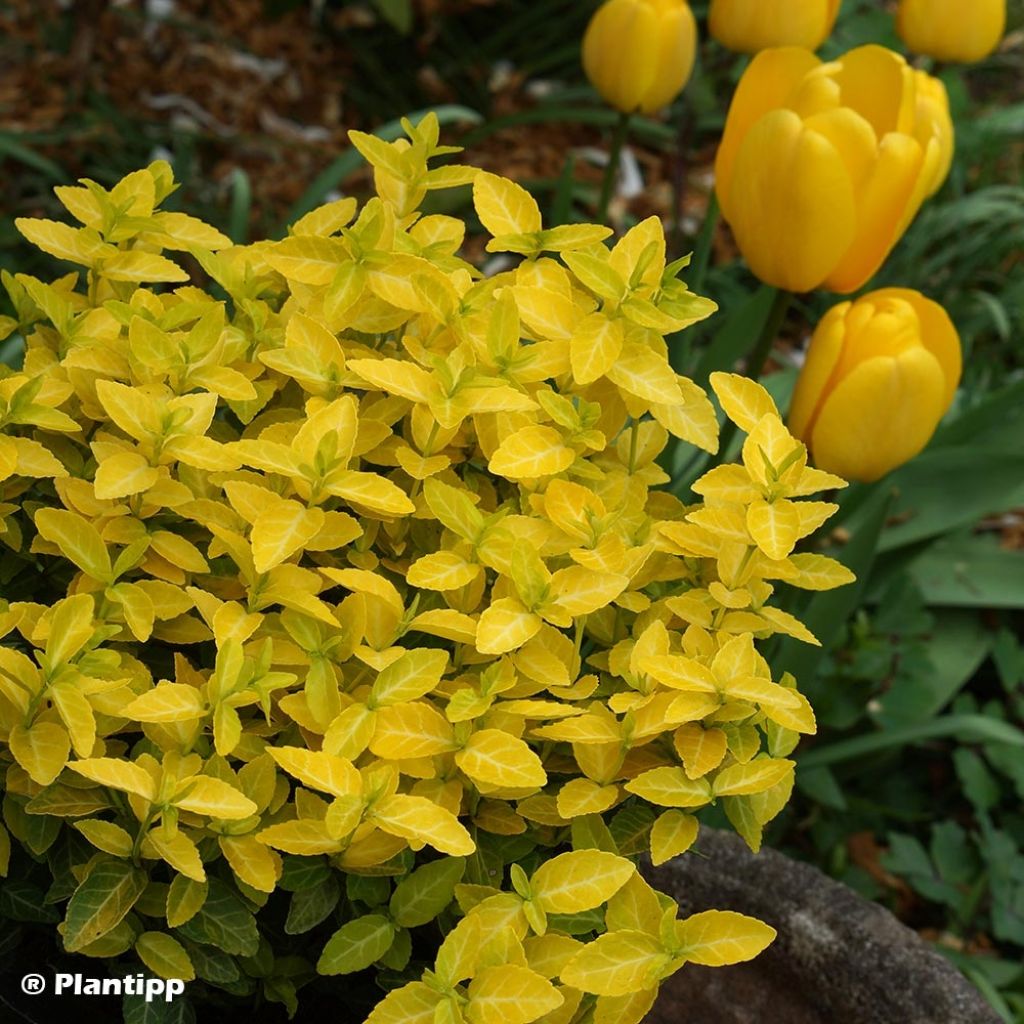 Euonymus fortunei Goldy - Fusain persistant