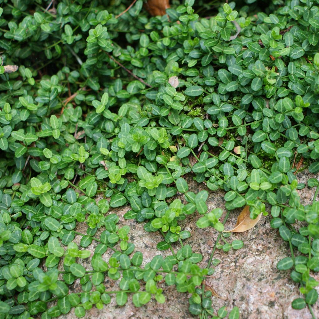 Euonymus fortunei Minimus - Fusain persistant