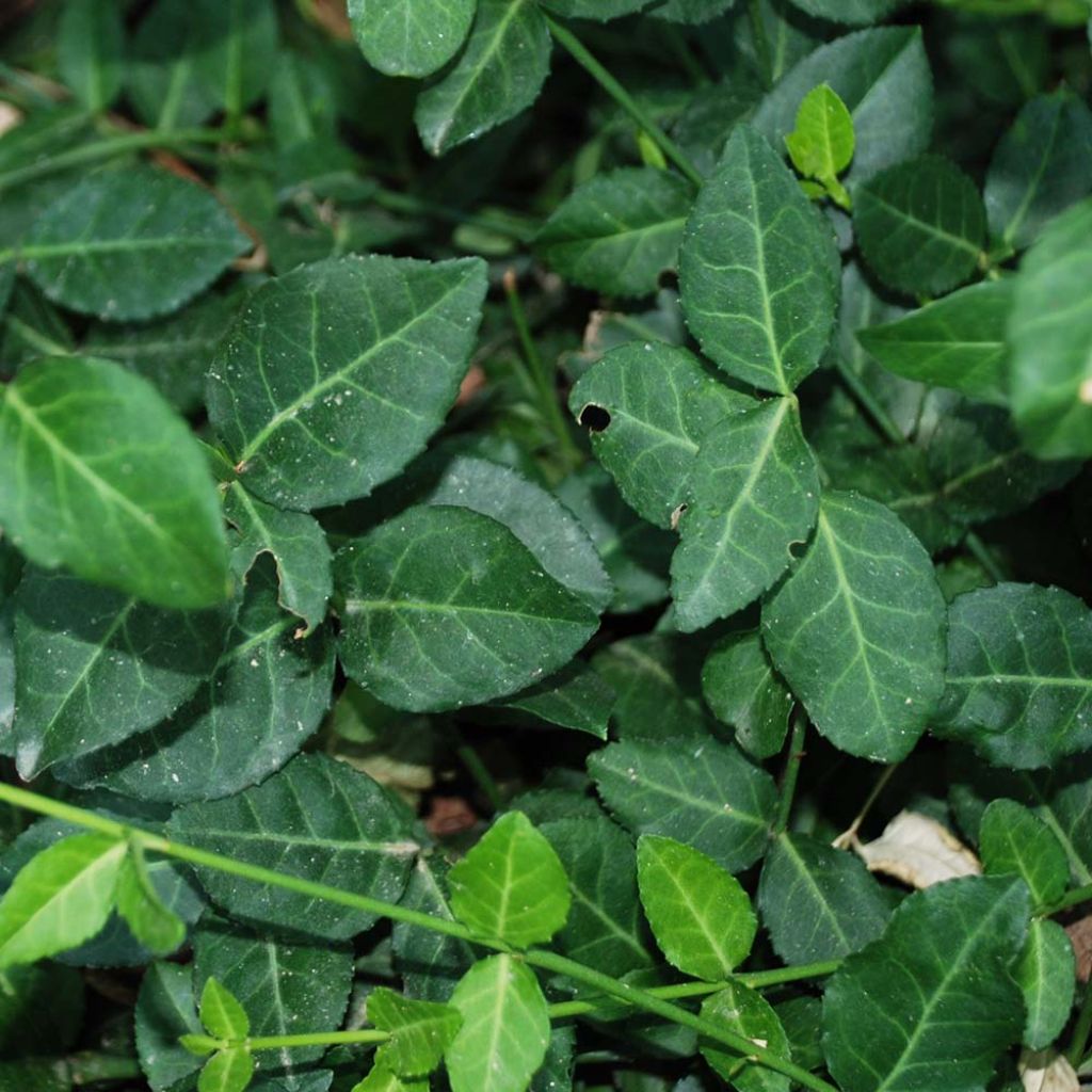 Euonymus fortunei Radicans - Fusain rampant.