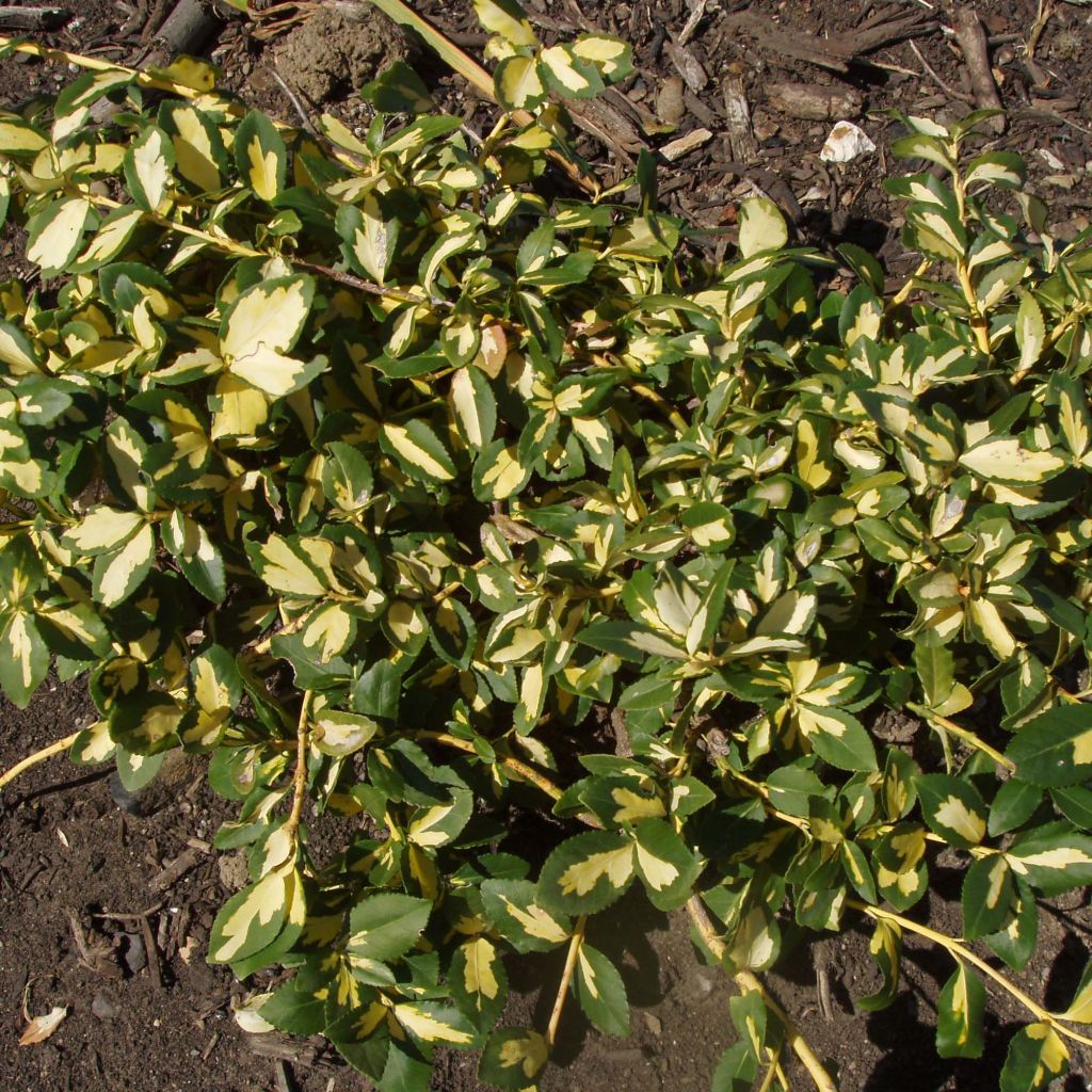 Euonymus fortunei  Sunspot - Fusain persistant