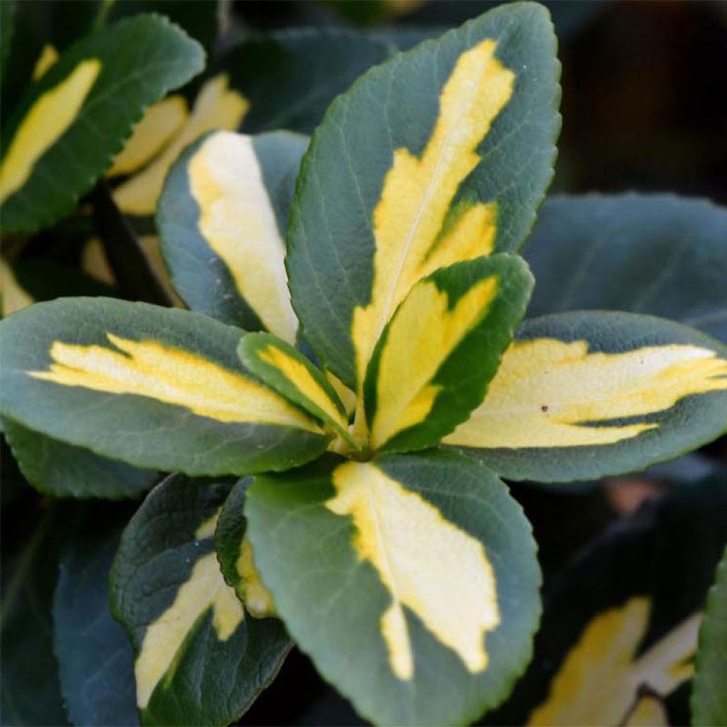 Euonymus fortunei  Sunspot - Fusain persistant panaché.