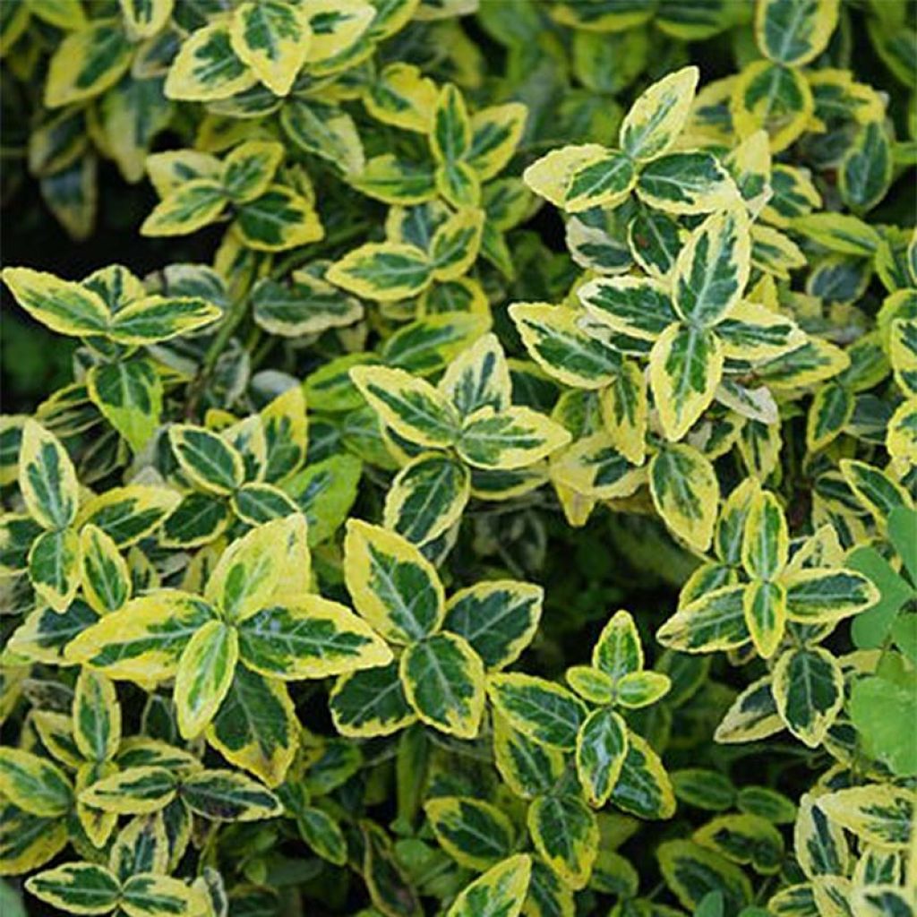 Japanischer Spindelstrauch - Euonymus japonicus