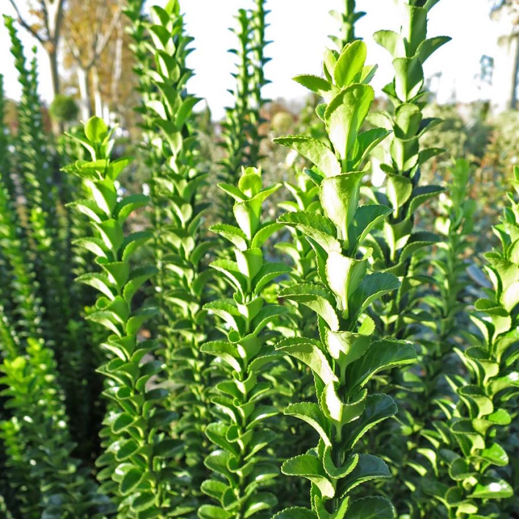 Japanischer Spindelstrauch Benkomasaki - Euonymus japonicus