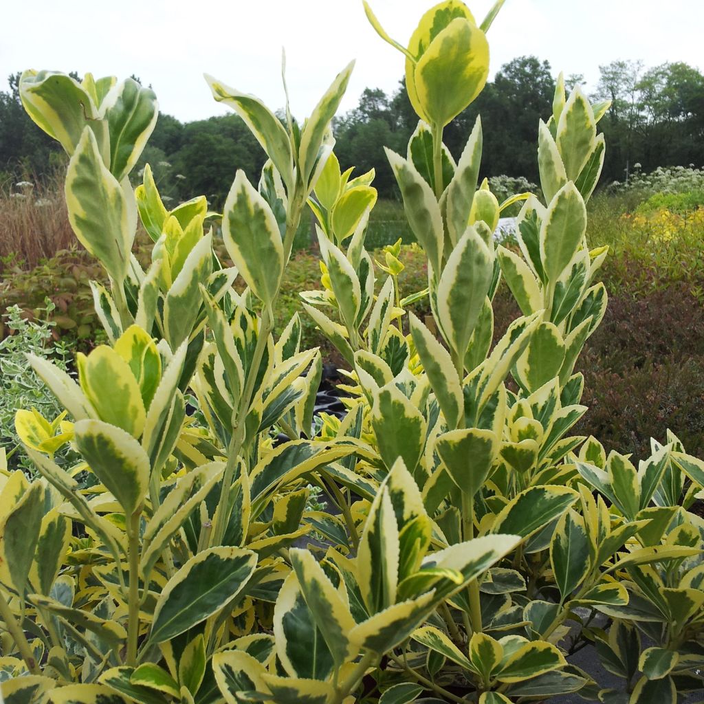 Japanischer Spindelstrauch Bravo - Euonymus japonicus