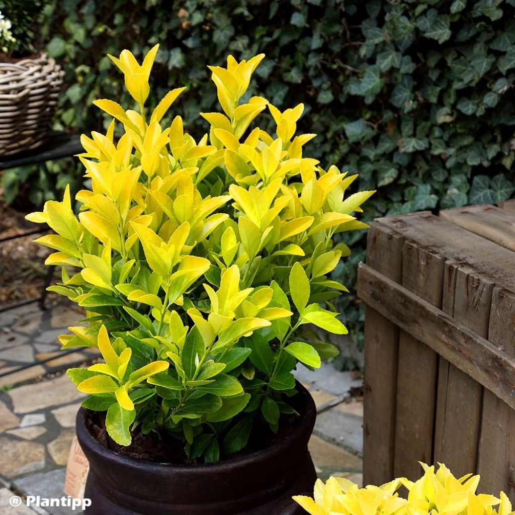 Euonymus japonicus El Dorado - Fusain du Japon