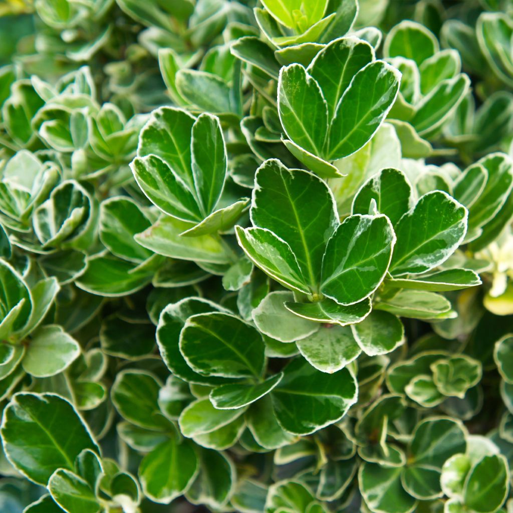 Japanischer Spindelstrauch Louisette - Euonymus japonicus