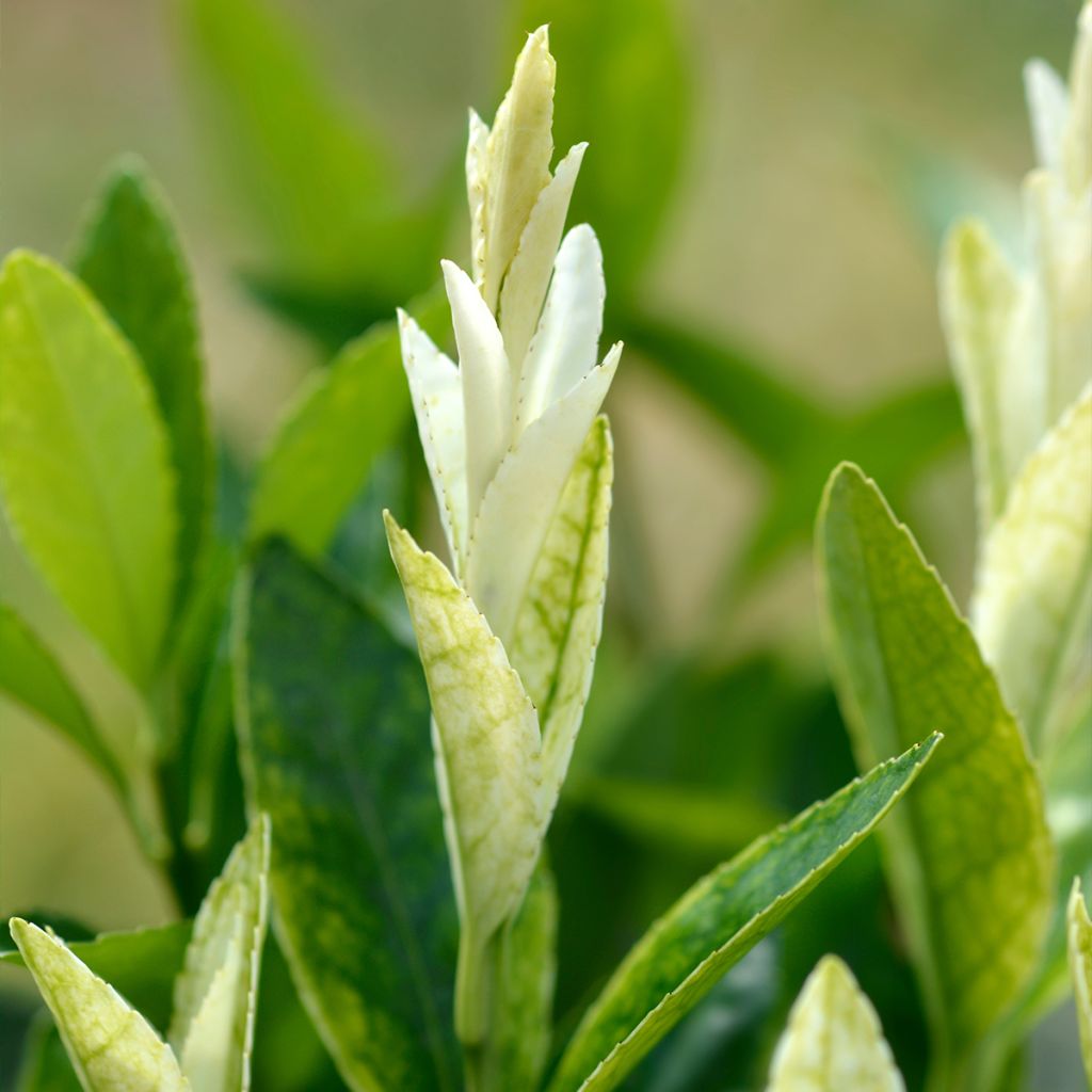 Japanischer Spindelstrauch Mikajo - Euonymus japonicus