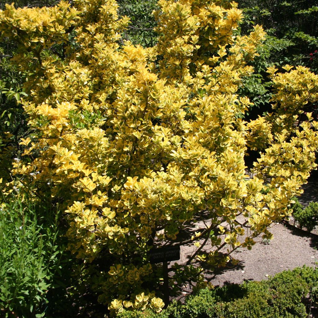 Euonymus japonicus Ovatus Aureus (Marieke) - Fusain du Japon