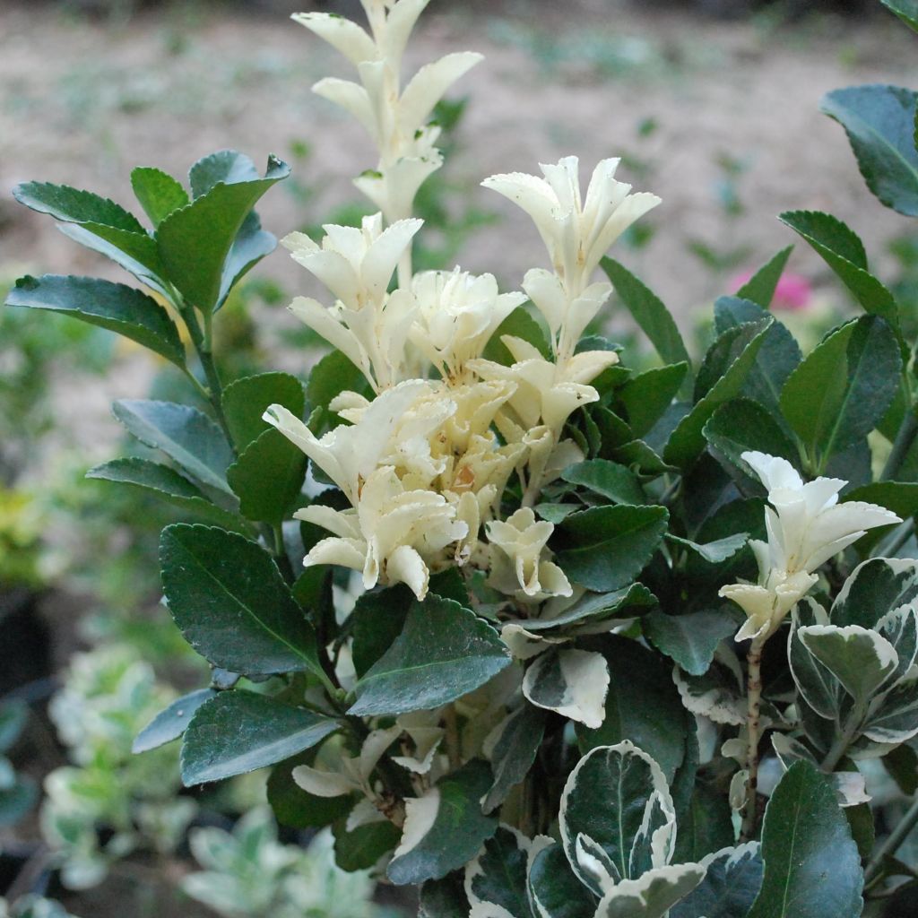 Euonymus japonicus Pierrolino ® - Fusain du Japon nain