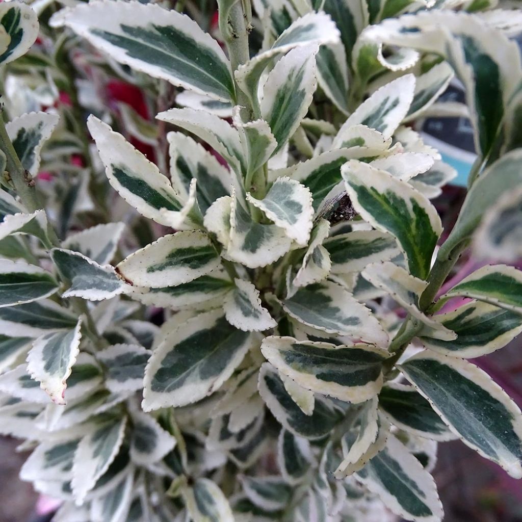 Euonymus japonicus White Spire - Fusain du Japon