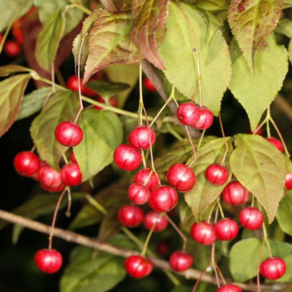 Euonymus oxyphyllus - Pfaffenhütchen