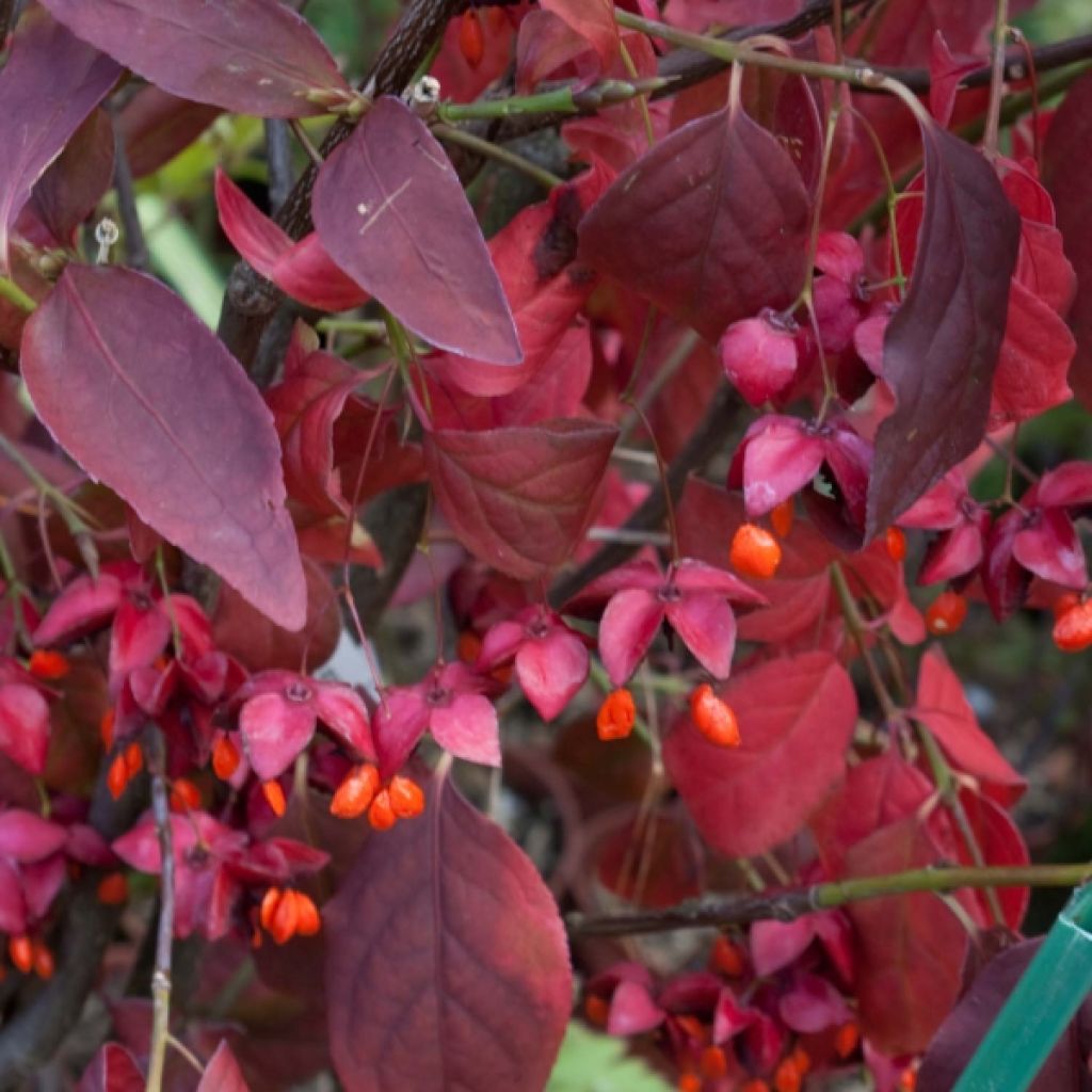 Euonymus planipes - Fusain